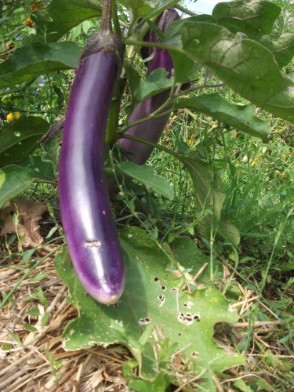 Aubergine Ping Tung — semences du Chemin des Jardins