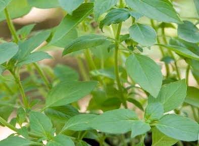 Basilic Citron — semences du Chemin des Jardins