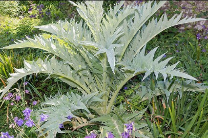 Cardon — semences du Chemin des Jardins
