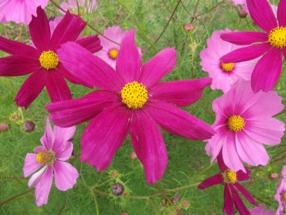 Cosmos bipenné — semences du Chemin des Jardins