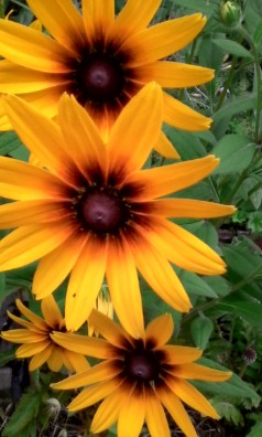 Rudbeckia — semences du Chemin des Jardins