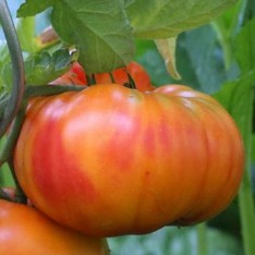 Tomate Ananas — semences du Chemin des Jardins