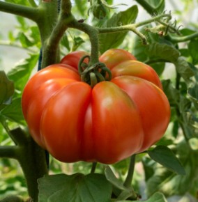 Tomate Marmande — semences du Chemin des Jardins