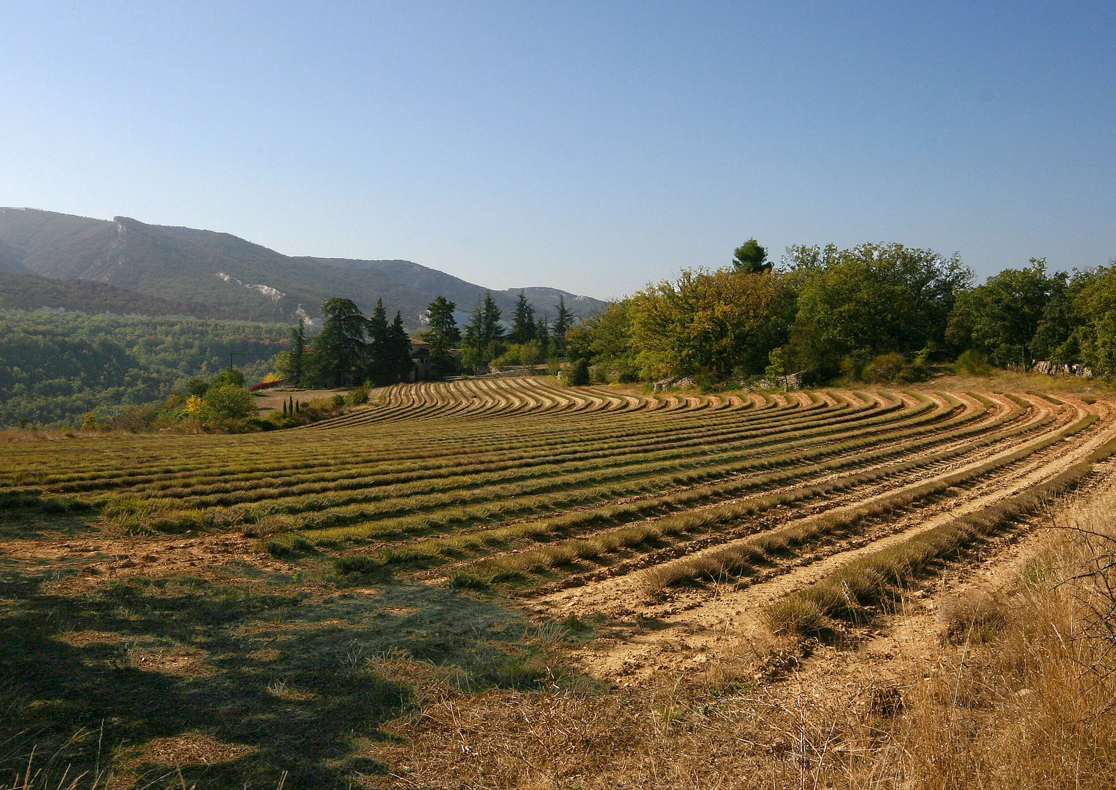 Champ de lavande a Saignon, en Provence