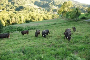 Élevage bovin dans une ferme française