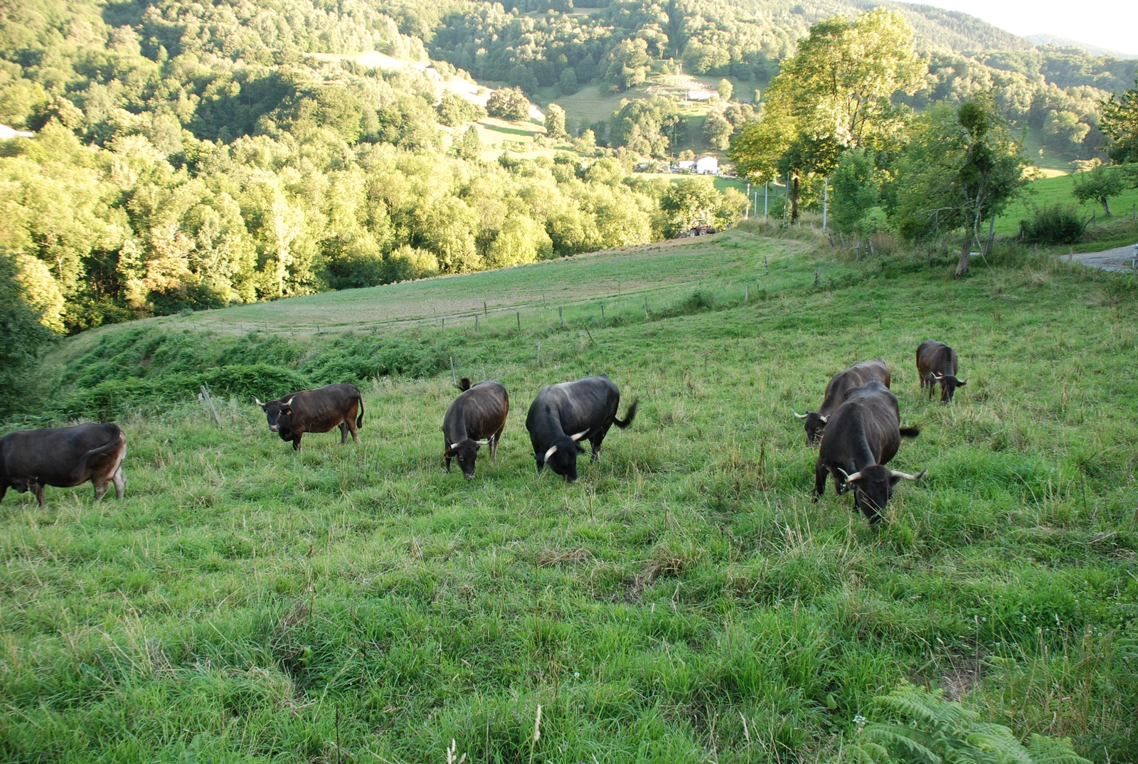 Élevage bovin dans une ferme française