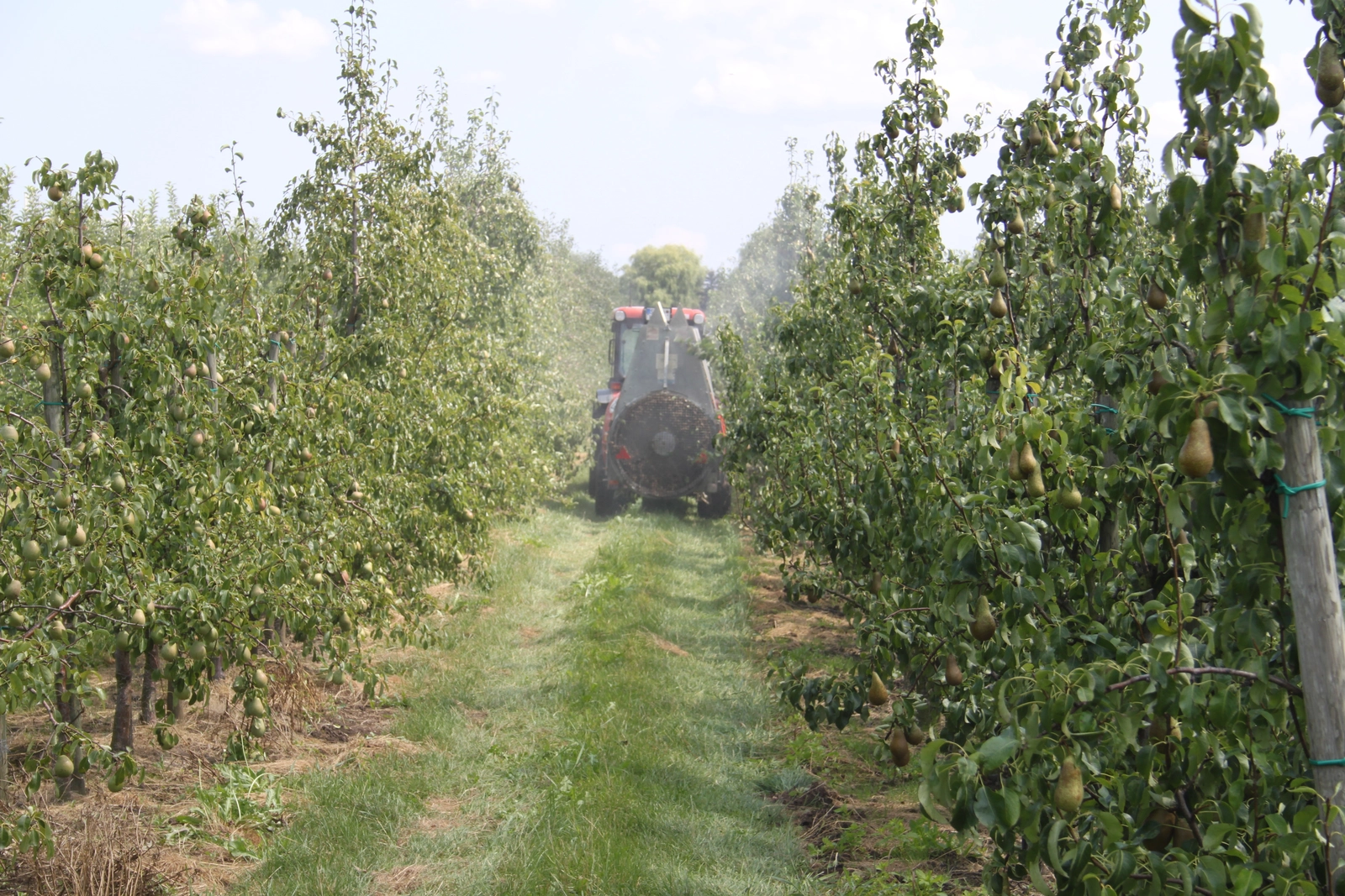 Pulvérisation de pesticide en verger : la loi d'urgence agricole rouvre la porte à l'acétamipride sous conditions