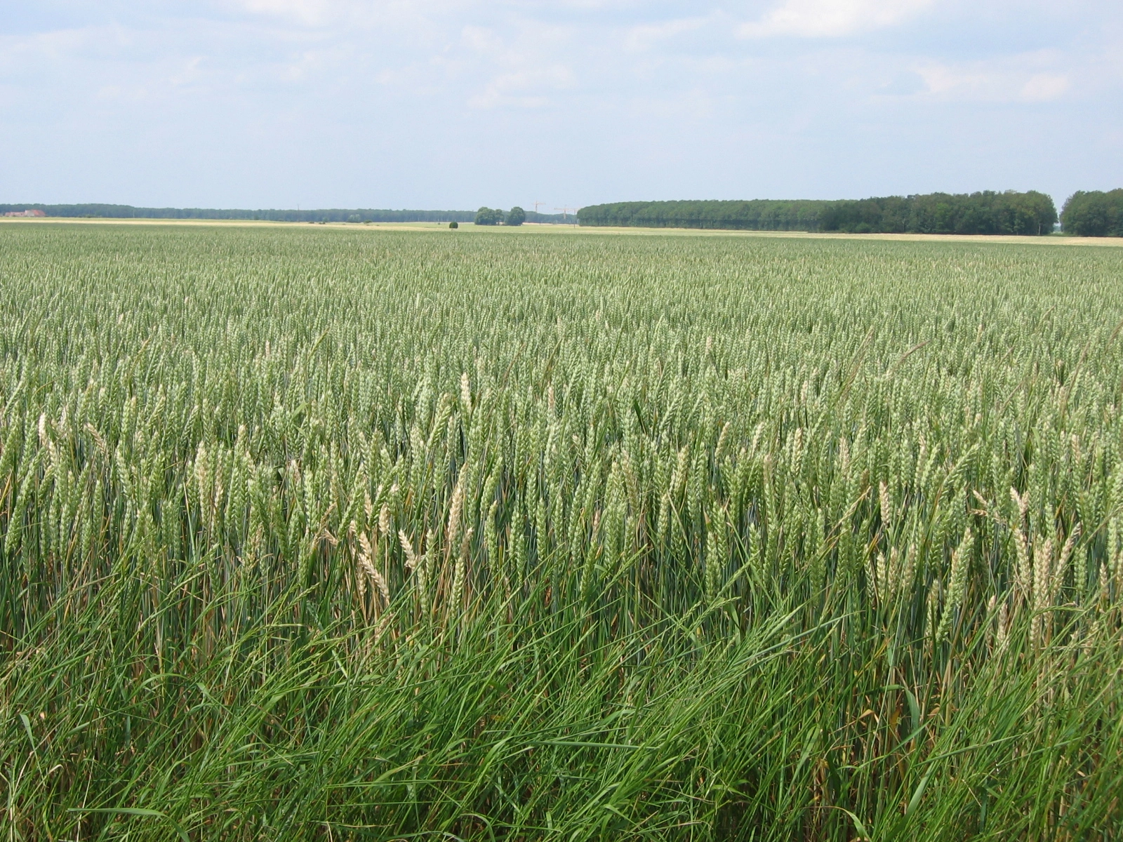 Champ de céréales dans une plaine agricole française, illustrant la pollution aux pesticides de l'eau potable à La Rochelle