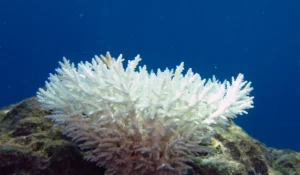 Corail blanchi par le rechauffement des oceans, record de temperature 2026