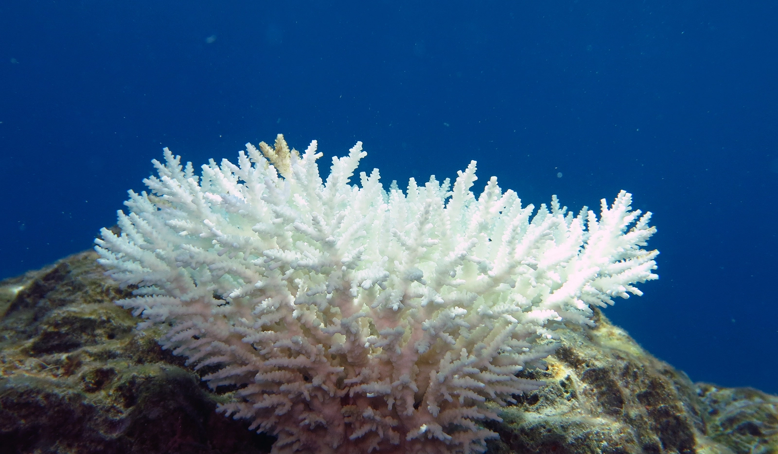 Corail blanchi par le rechauffement des oceans, record de temperature 2026