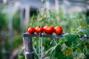 Rangées de plants de tomates sous serre agricole, illustration de l'arnaque à la transition énergétique visant les maraîchers
