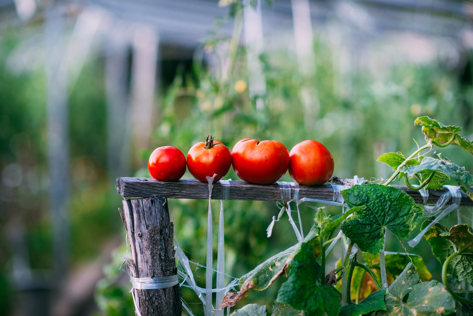 Rangées de plants de tomates sous serre agricole, illustration de l'arnaque à la transition énergétique visant les maraîchers
