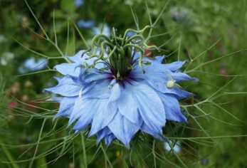 Nigelle — semences du Chemin des Jardins