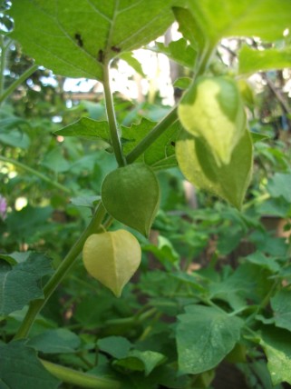 Physalis Cerise de Terre — semences du Chemin des Jardins