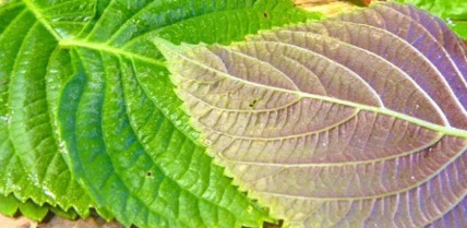Shiso en mélange — semences du Chemin des Jardins